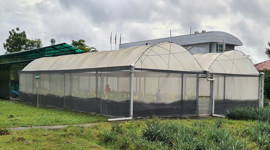 Greenhouse Lathe House 01 - Craun Research Sarawak