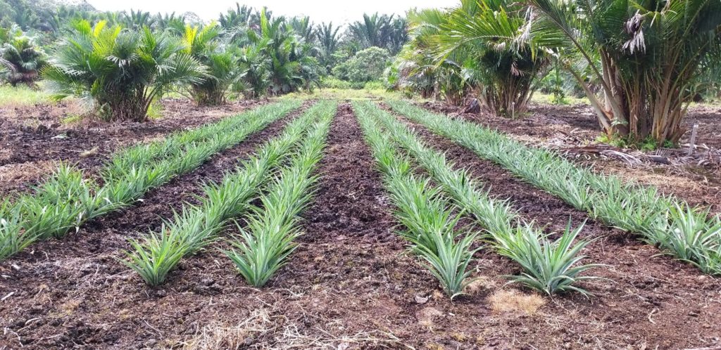 Pineapple Integration 01 - Craun Research Sarawak