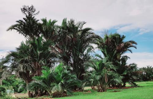 Sago Palm 01